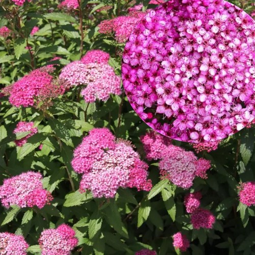 Spiraea japonica 'Ruberrima' - Jaapani enelas 'Ruberrima' P13/1L
